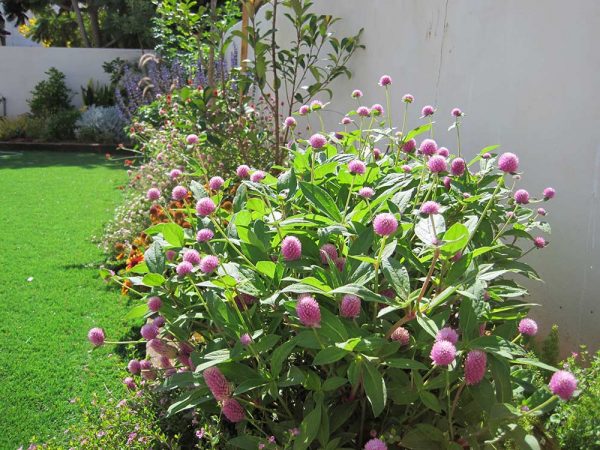 שילובי צמחייה