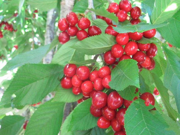 גינות ירק ופרי